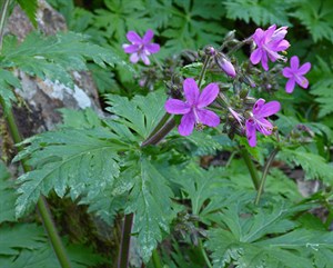 Canary Islands Cranesbill - Gerenium canariensis © John Muddeman